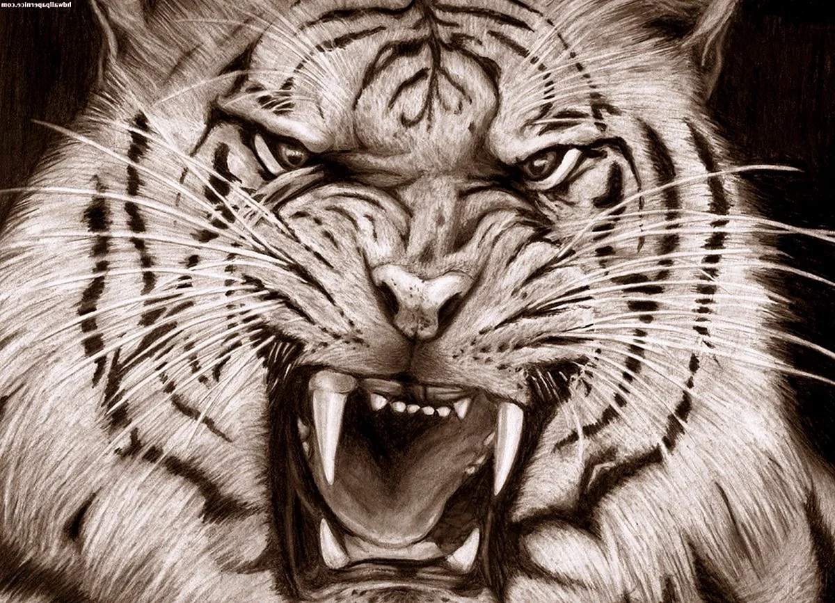Король тигров постре
