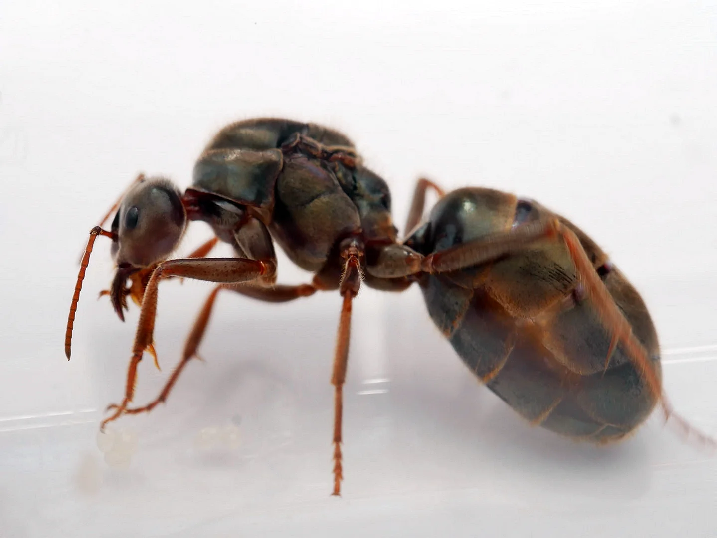 Королева кочевых муравьев