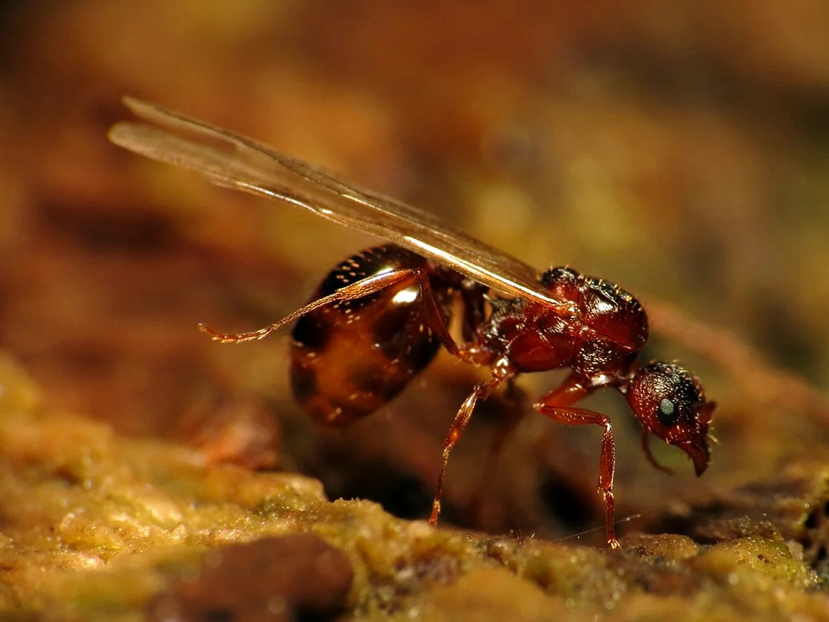Королева муравьев листорезов