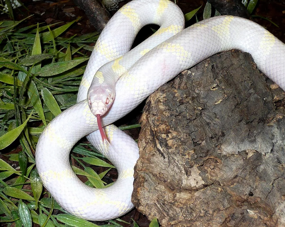 Королевская змея Калифорнийская Albino