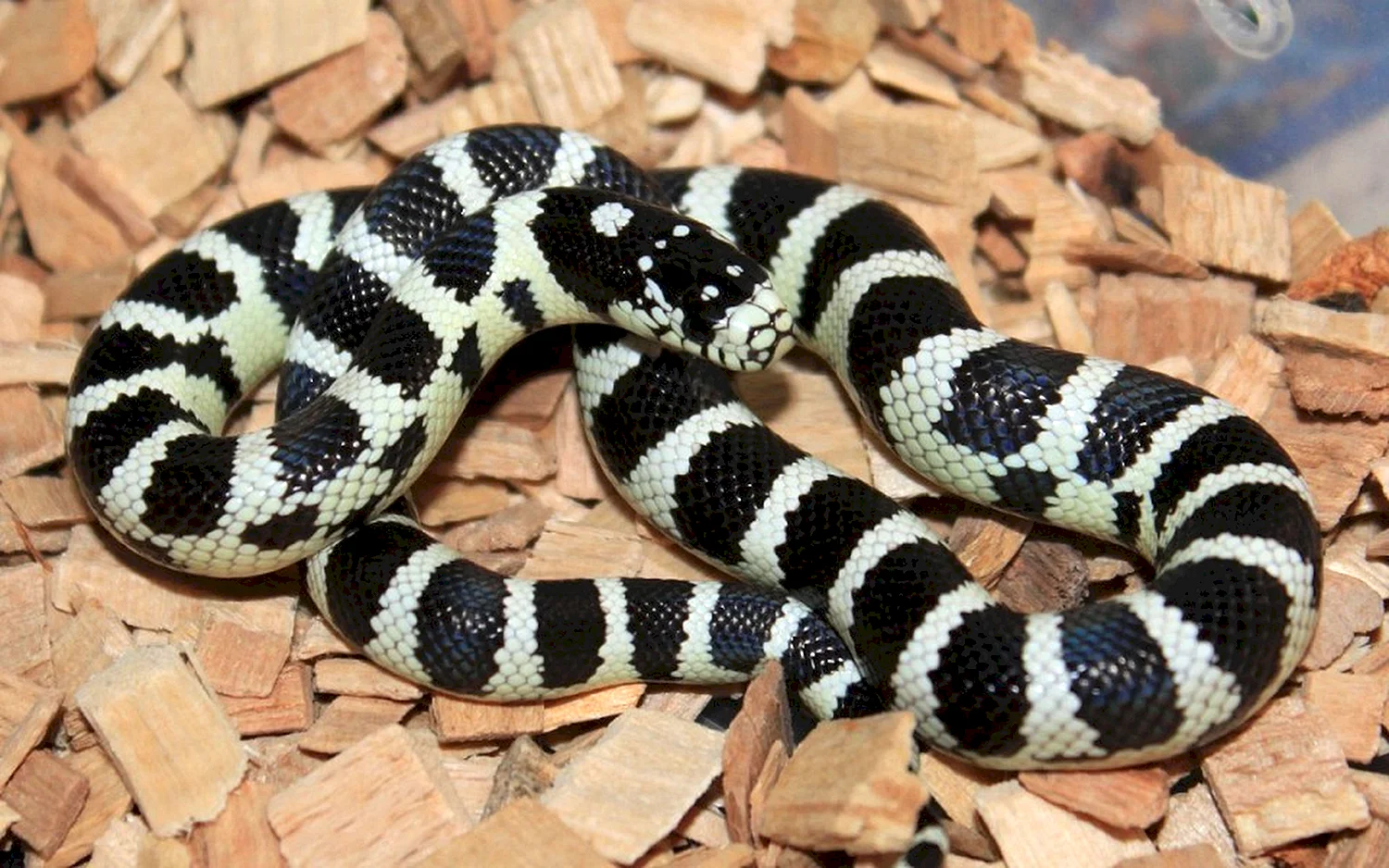 Королевская змея (Lampropeltis)