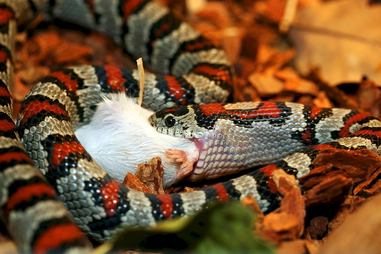 Королевская змея (Lampropeltis)