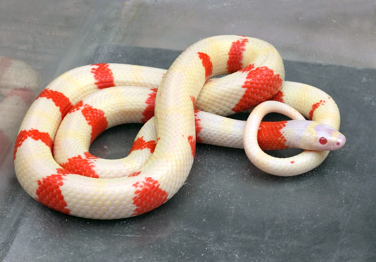 Королевская змея Нельсона (альбинос)