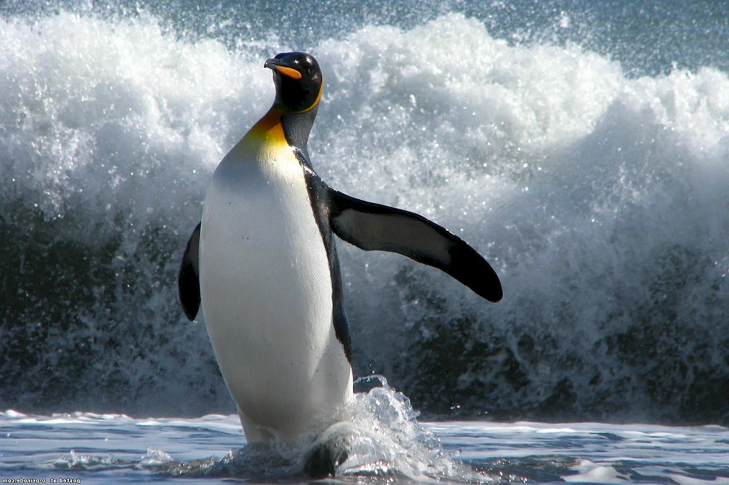 Королевский Пингвин