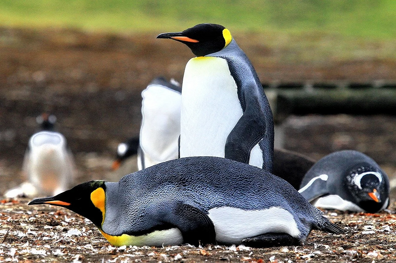 Королевский Пингвин