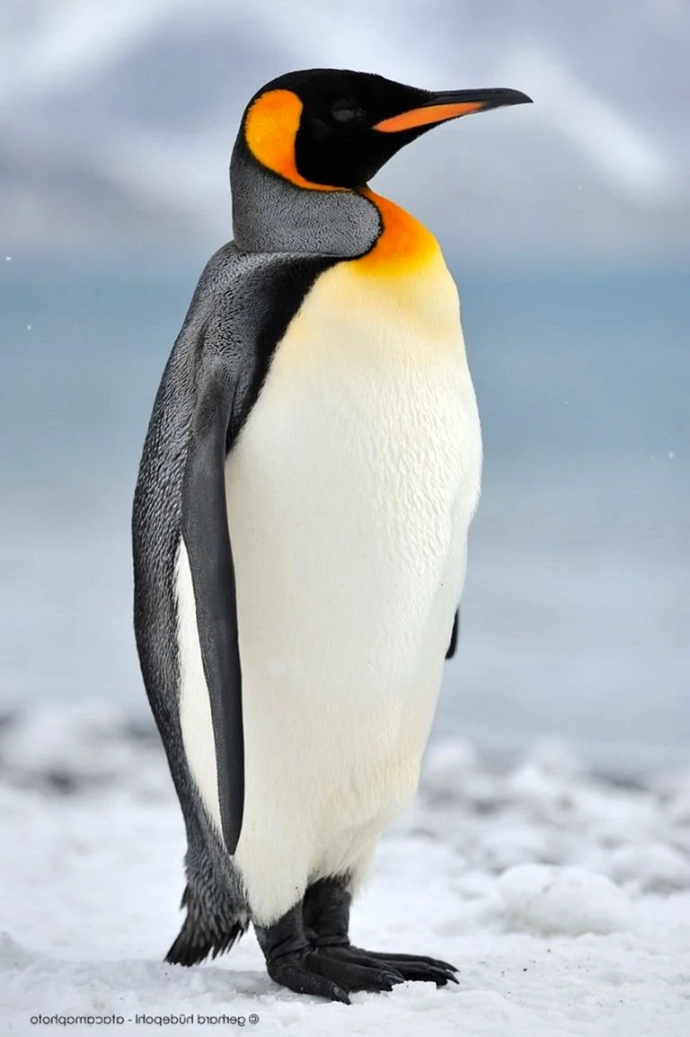 Королевский Пингвин гордый