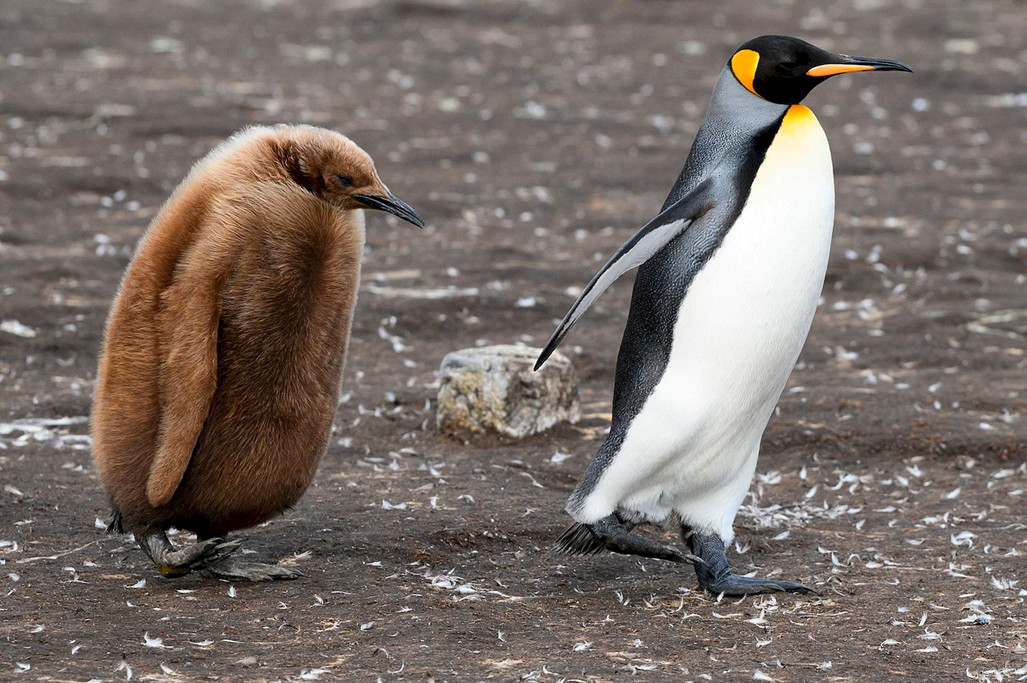 Королевский Пингвин коричневый