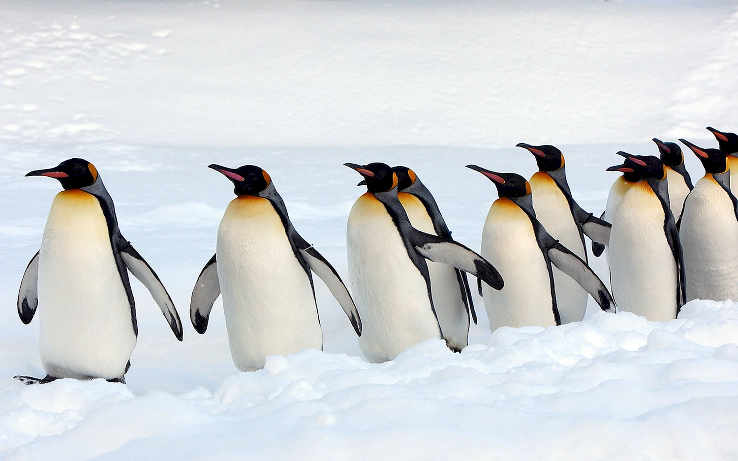 Королевский Пингвин в Антарктиде