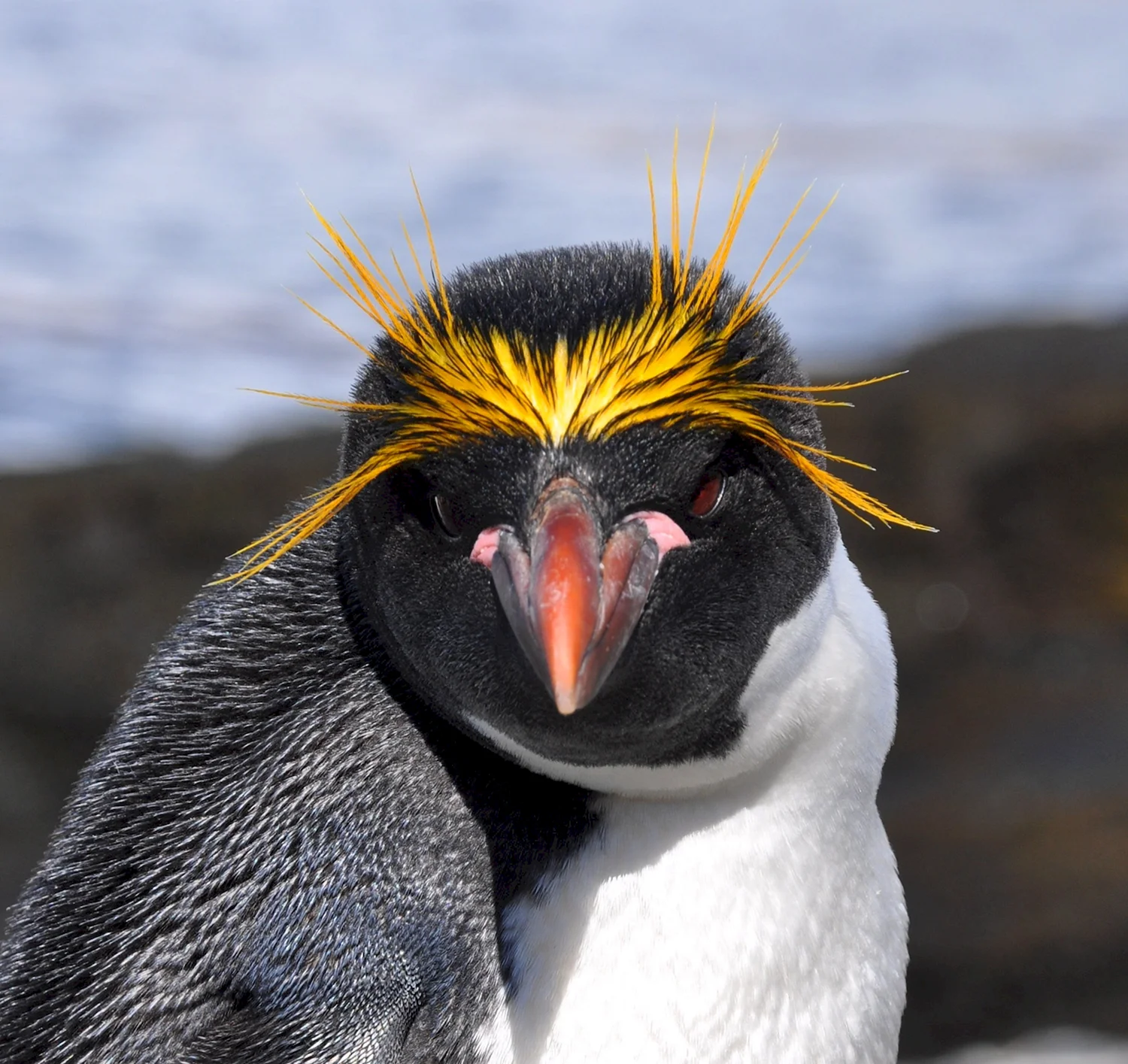 Королевский Пингвин Золотоволосый