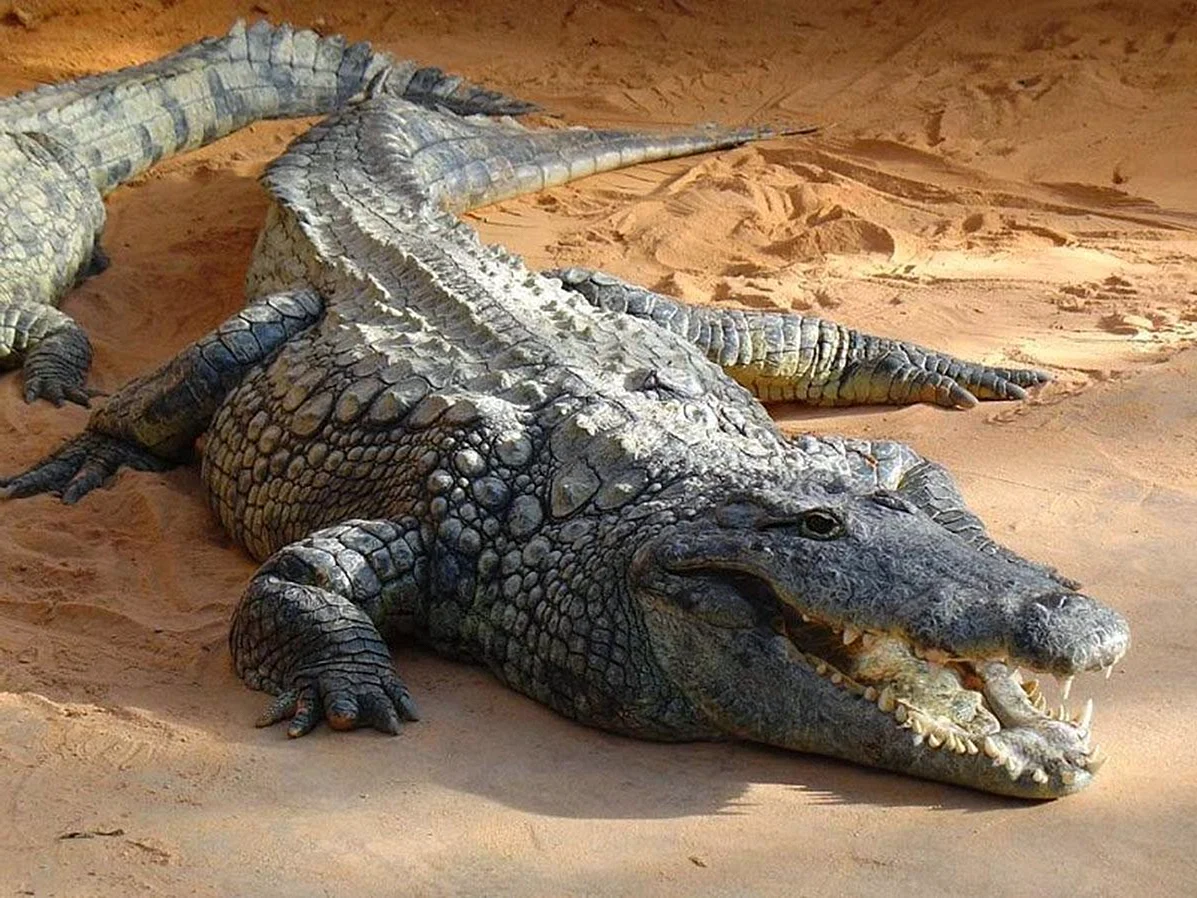 Короткомордый крокодил