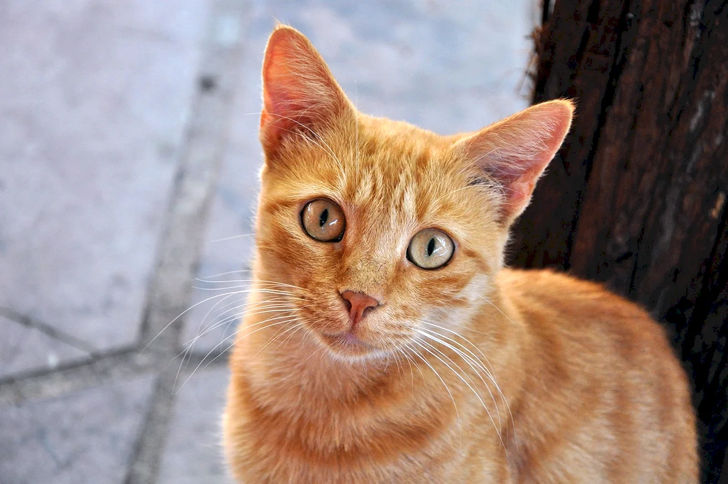 Короткошерстные породы кошек рыжие