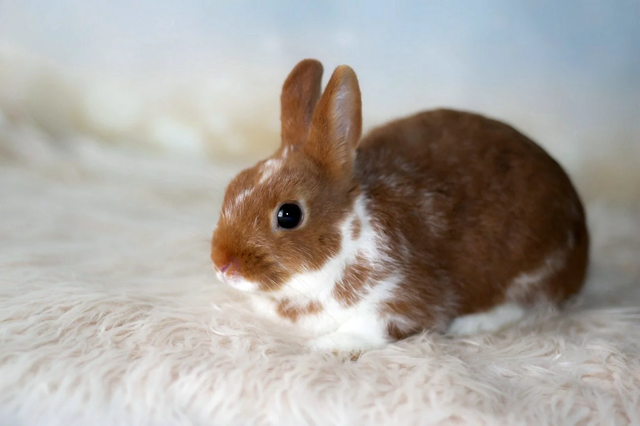 Короткошерстный карликовый кролик