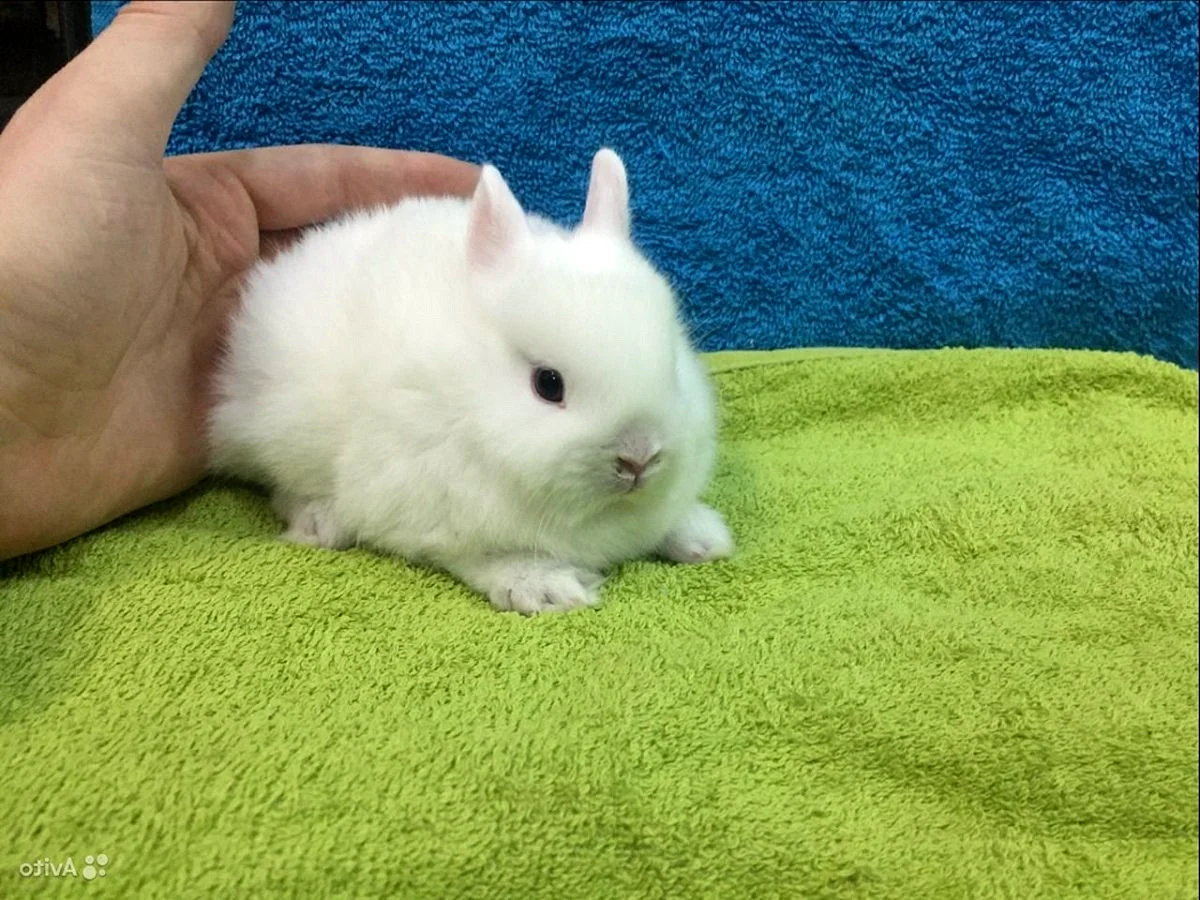 Короткошерстный карликовый кролик
