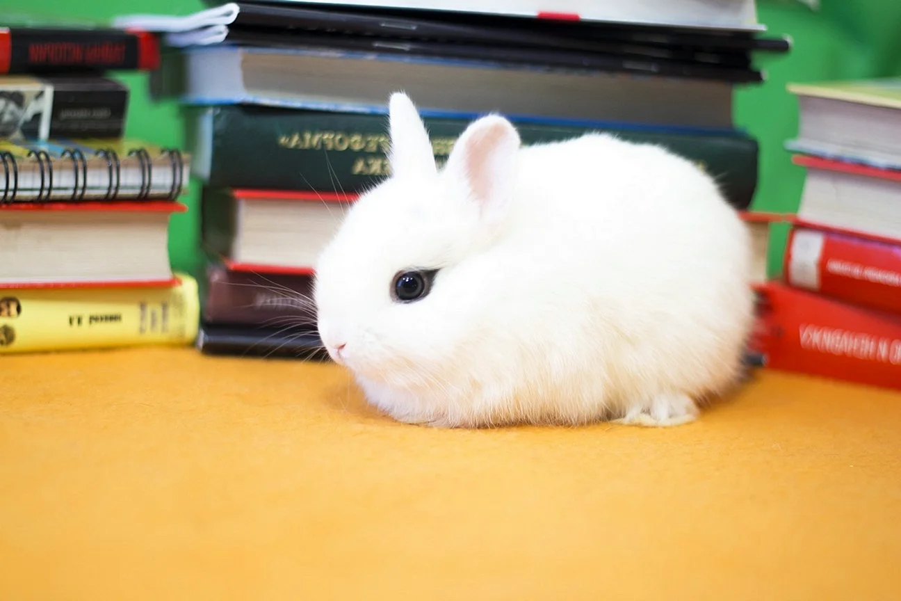 Короткошерстный карликовый кролик белый