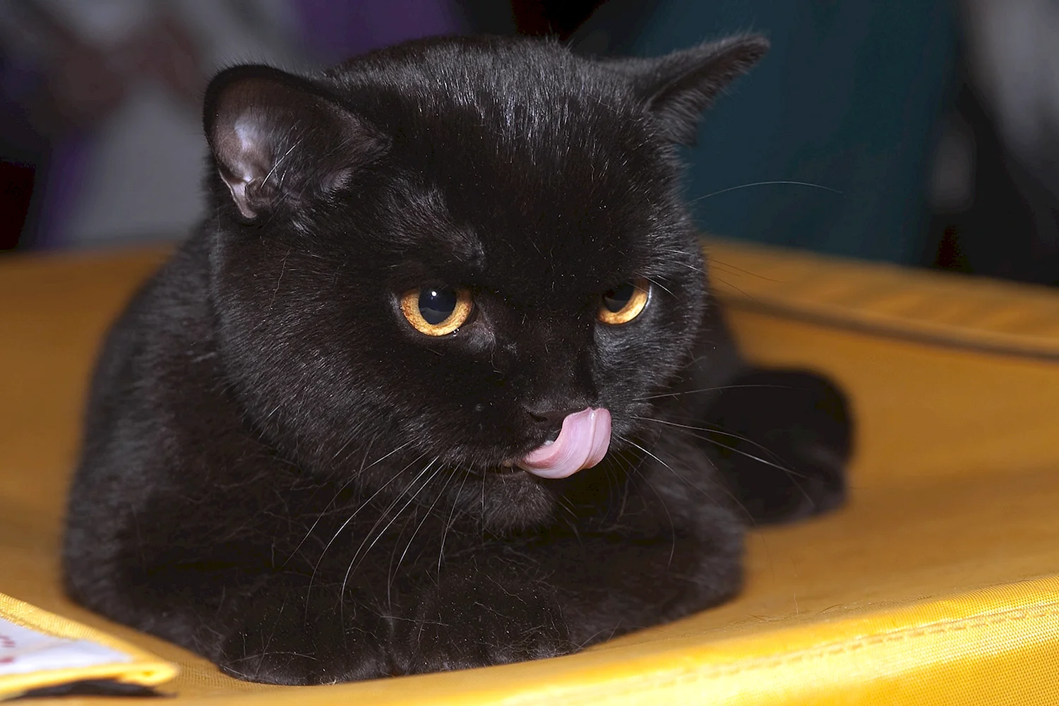 Короткошорстый чёрный британец кот