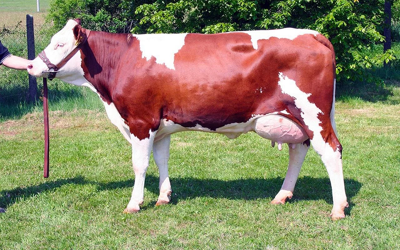 Корова голштинской красно-пестрой пород