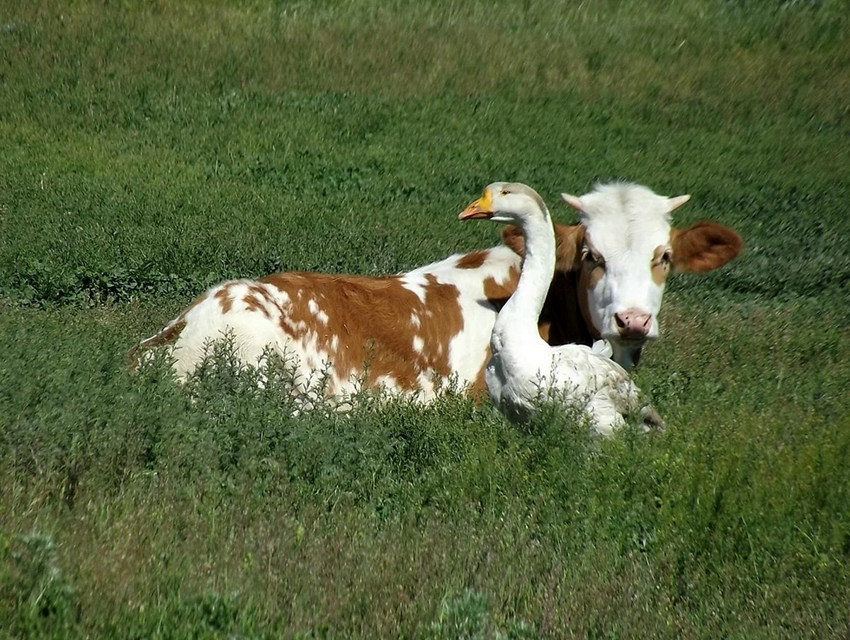 Корова и коза