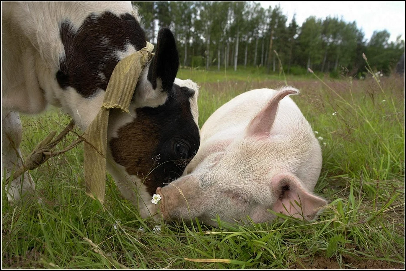 Корова и свинья