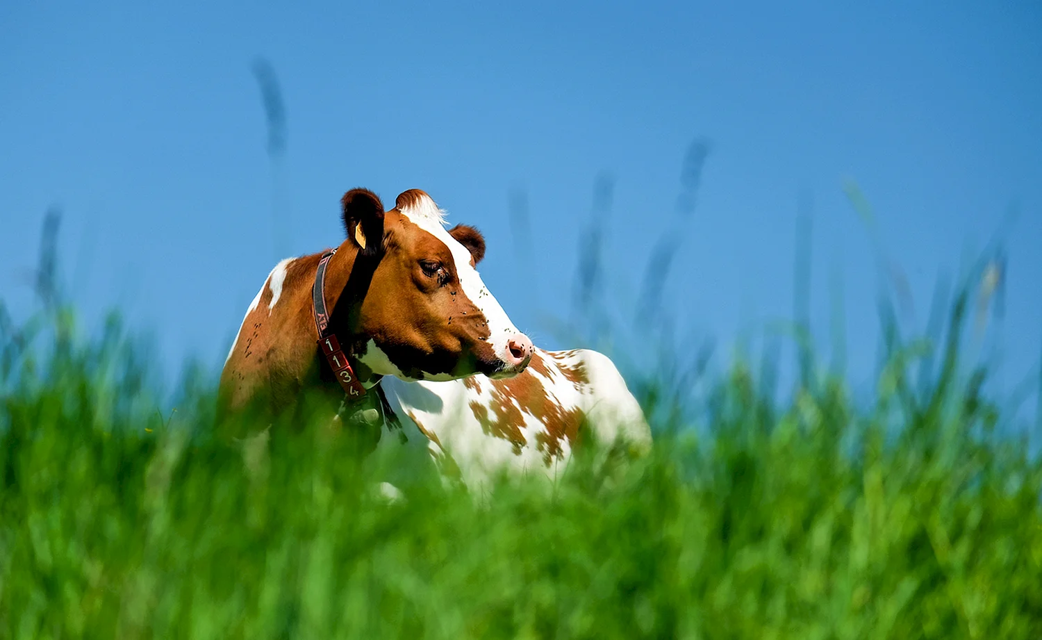 Корова на лужайке