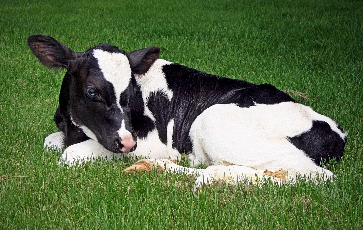 Корова с теленком черно-пестрой породы