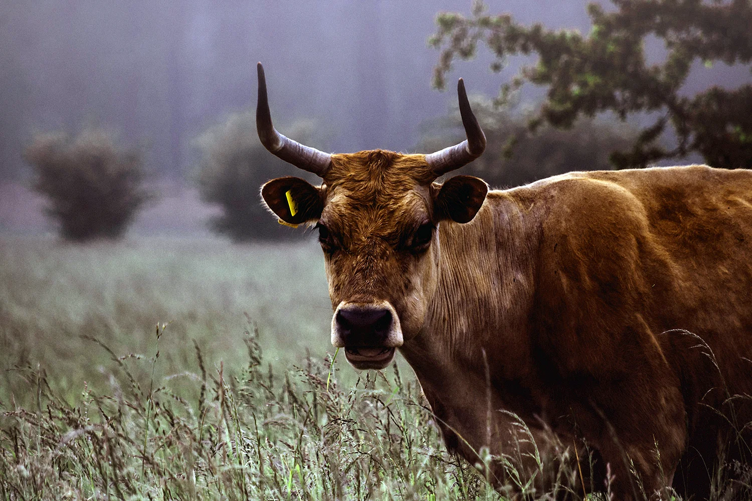 Коровы быки крупный рогатый скот