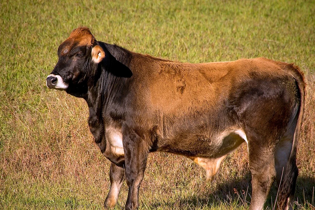 Коровы быки крупный рогатый скот