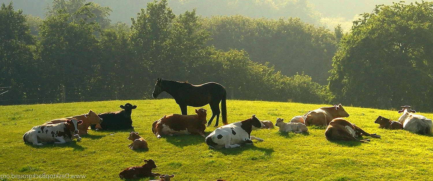Коровы и овечки на пастбище