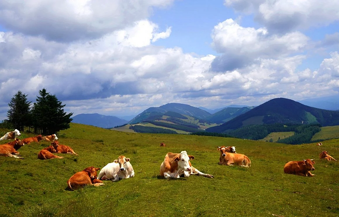Коровы на альпийском лугу Кавказа
