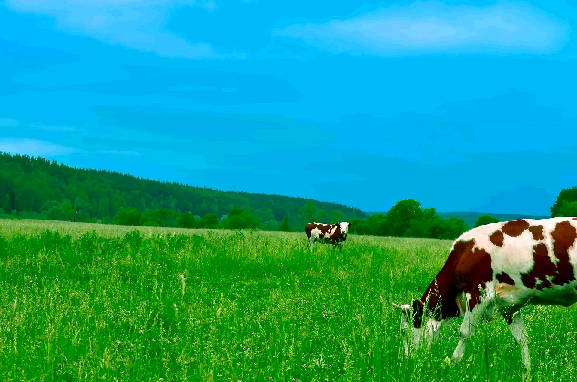 Коровы на лугу