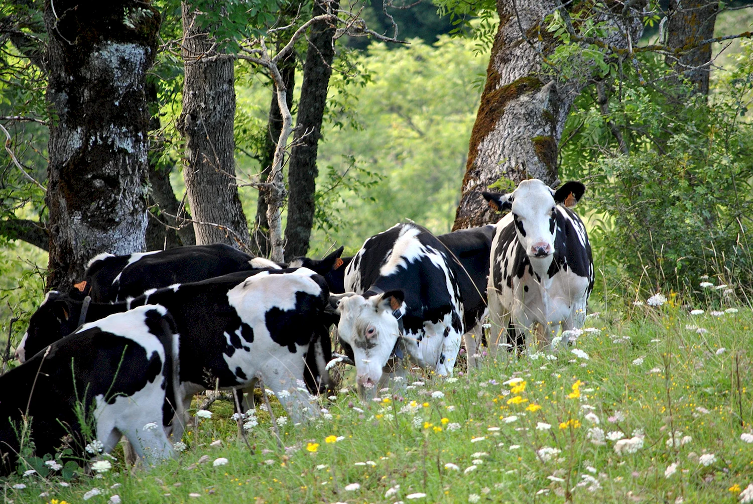 Коровы на пастбище