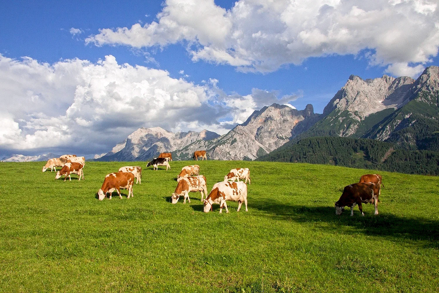Коровы пасутся на лугу в горах Швейцарии