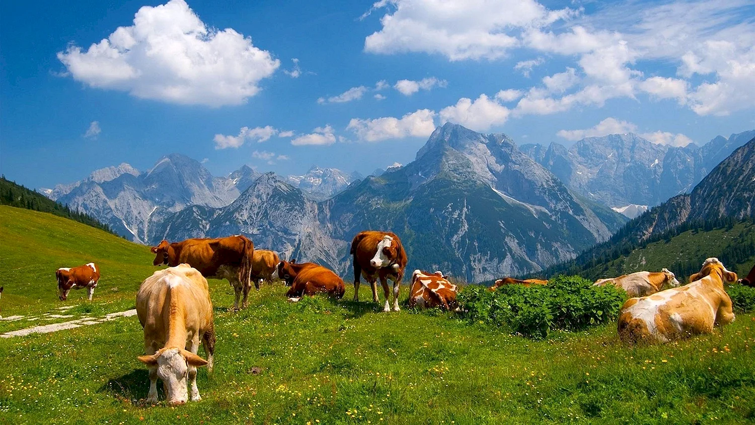 Коровы пасутся на лугу в горах Швейцарии
