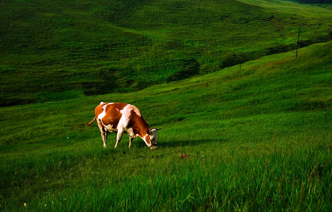 Коровы поётся на лугу с теленком