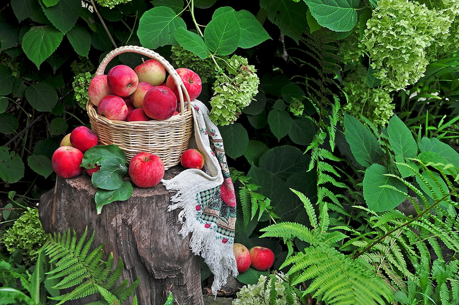 Корзина яблок в саду