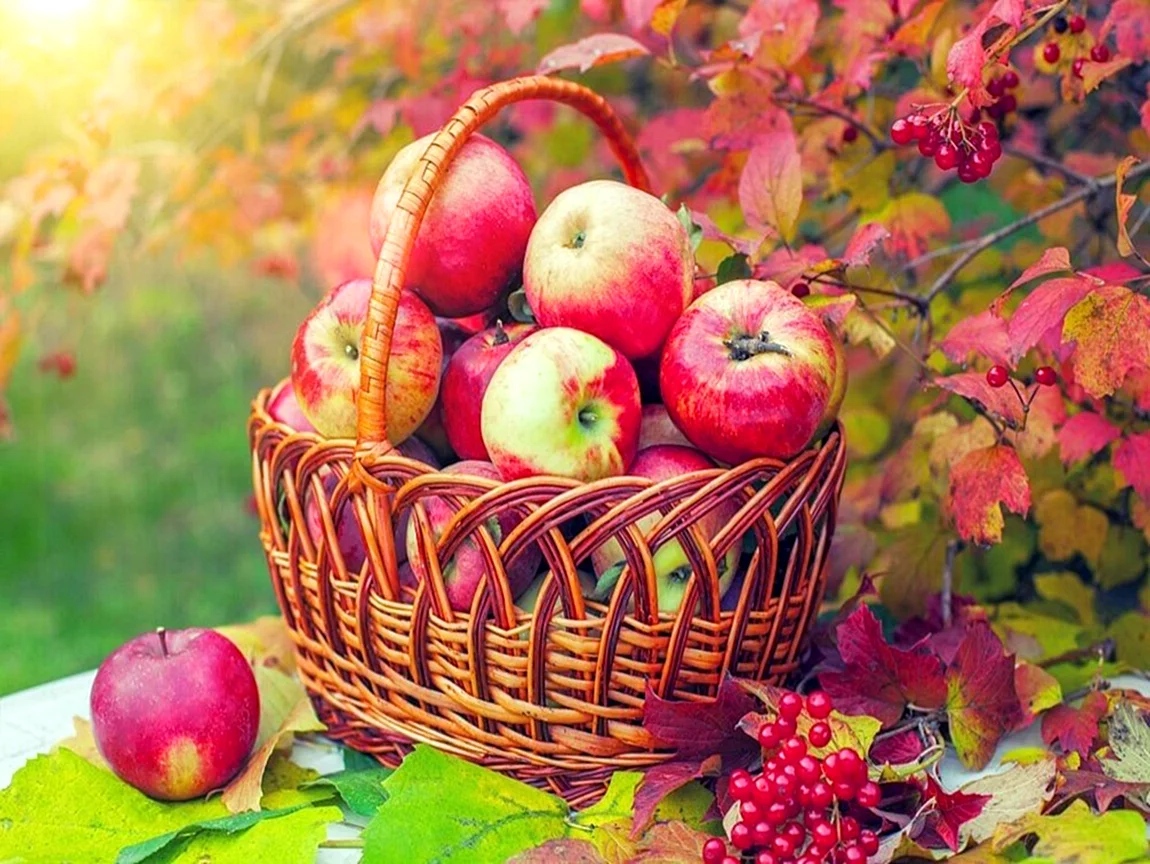 Корзинка с яблоками в саду