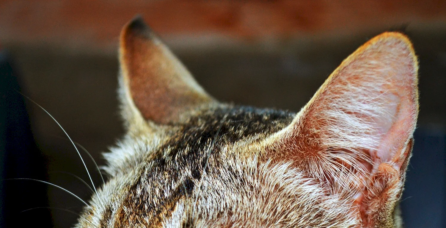Кошачьи уши