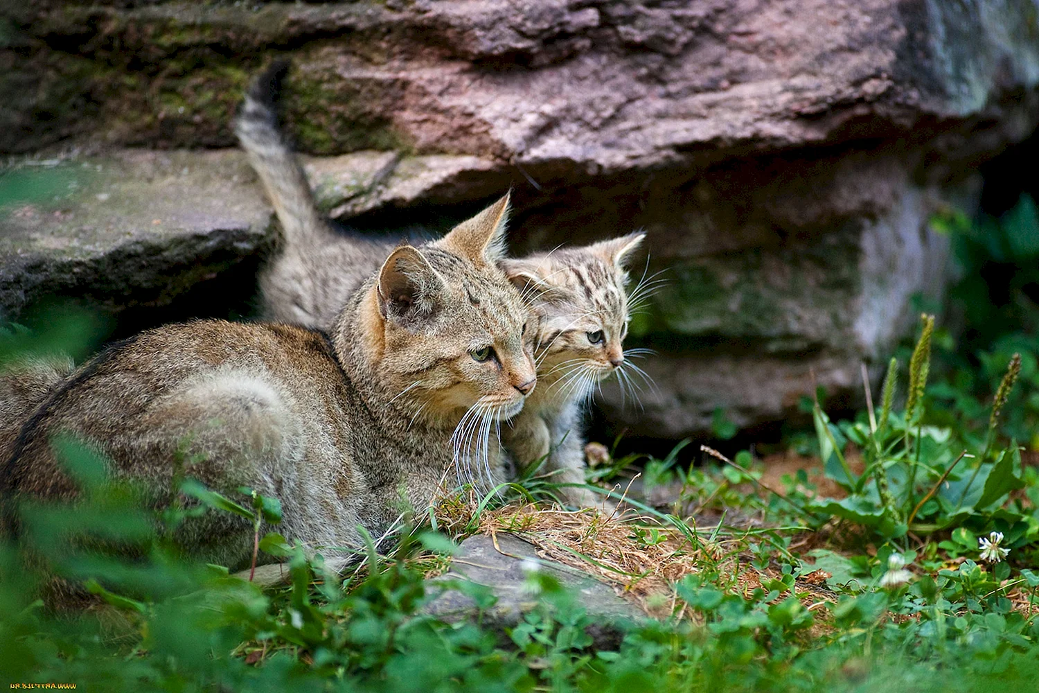 Кошачьи в природе
