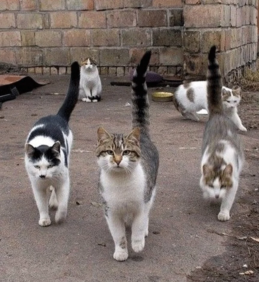 Кошачья банда