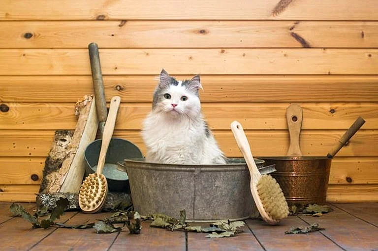Кошачья баня
