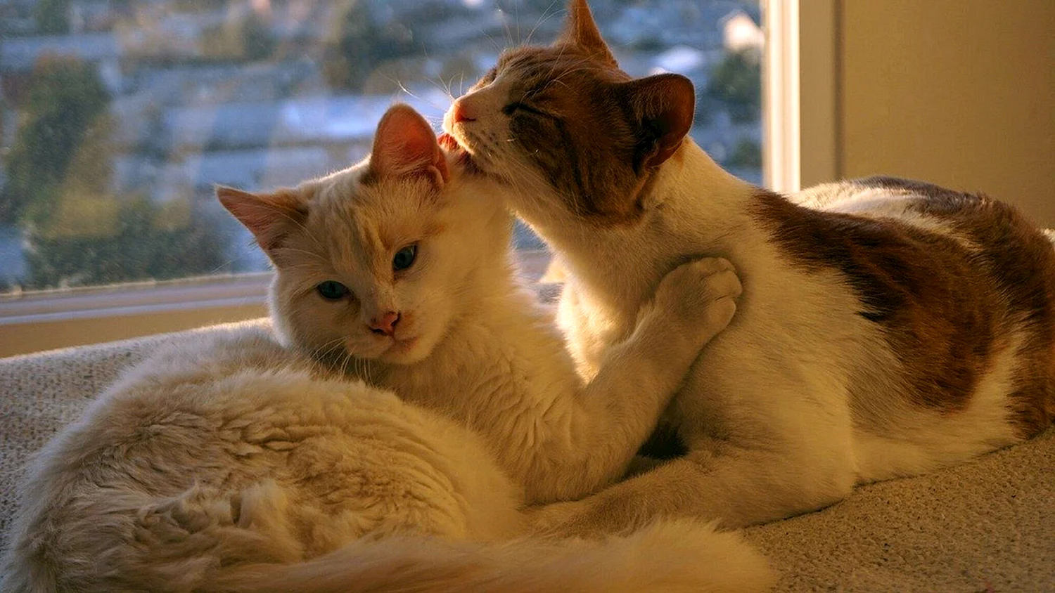 Кошачья любовь