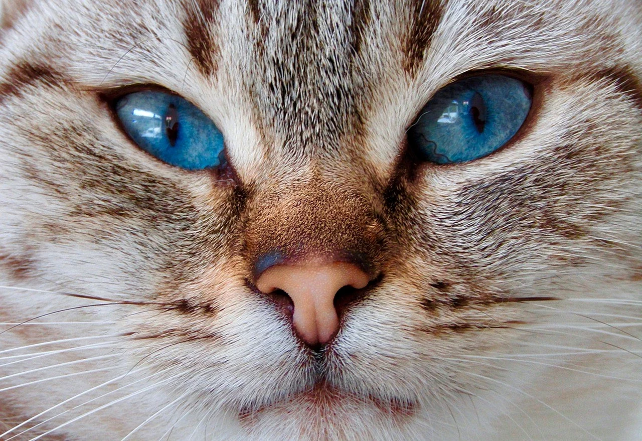Кошачья морда с голубыми глазами
