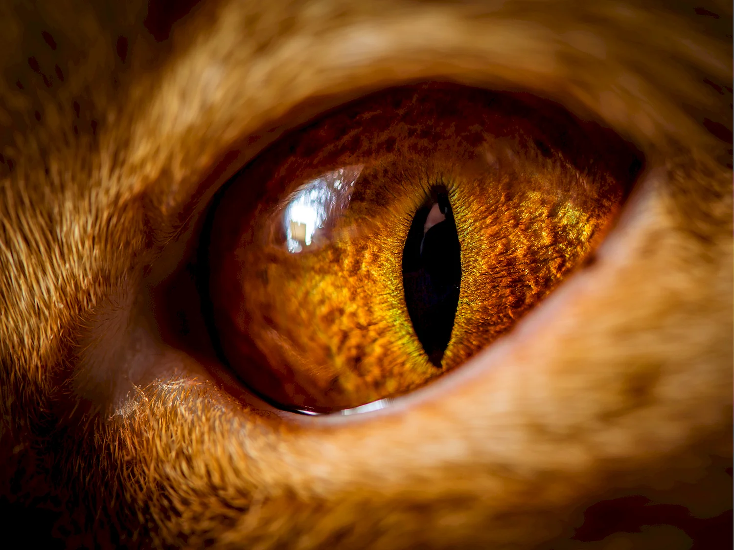 Кошачий глаз макро