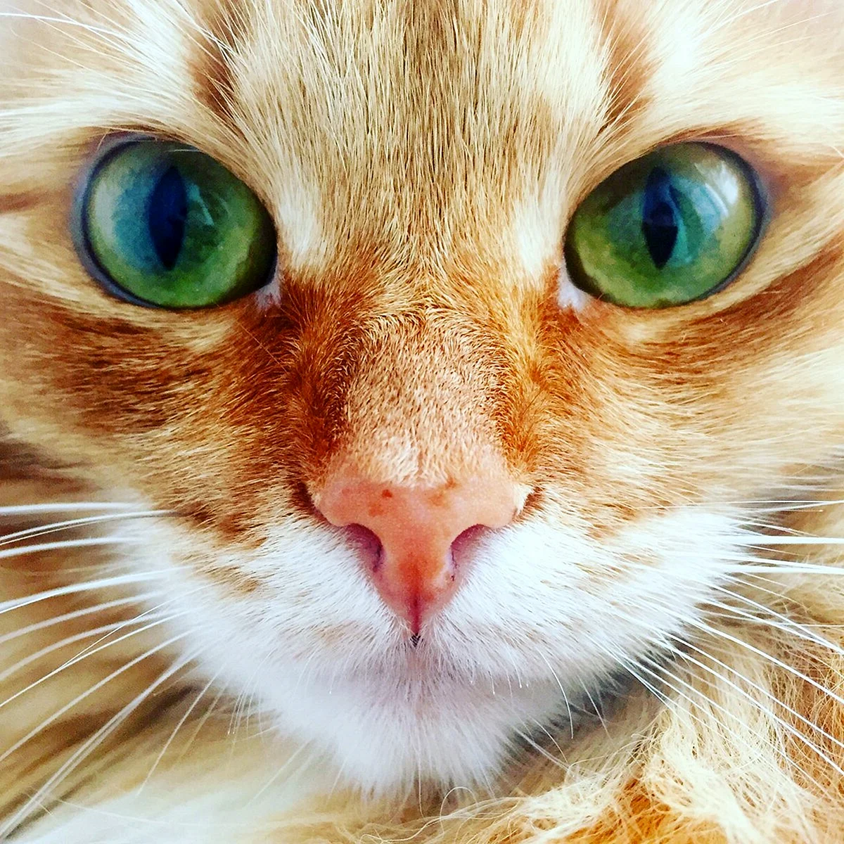 Кошачий глаз зеленый