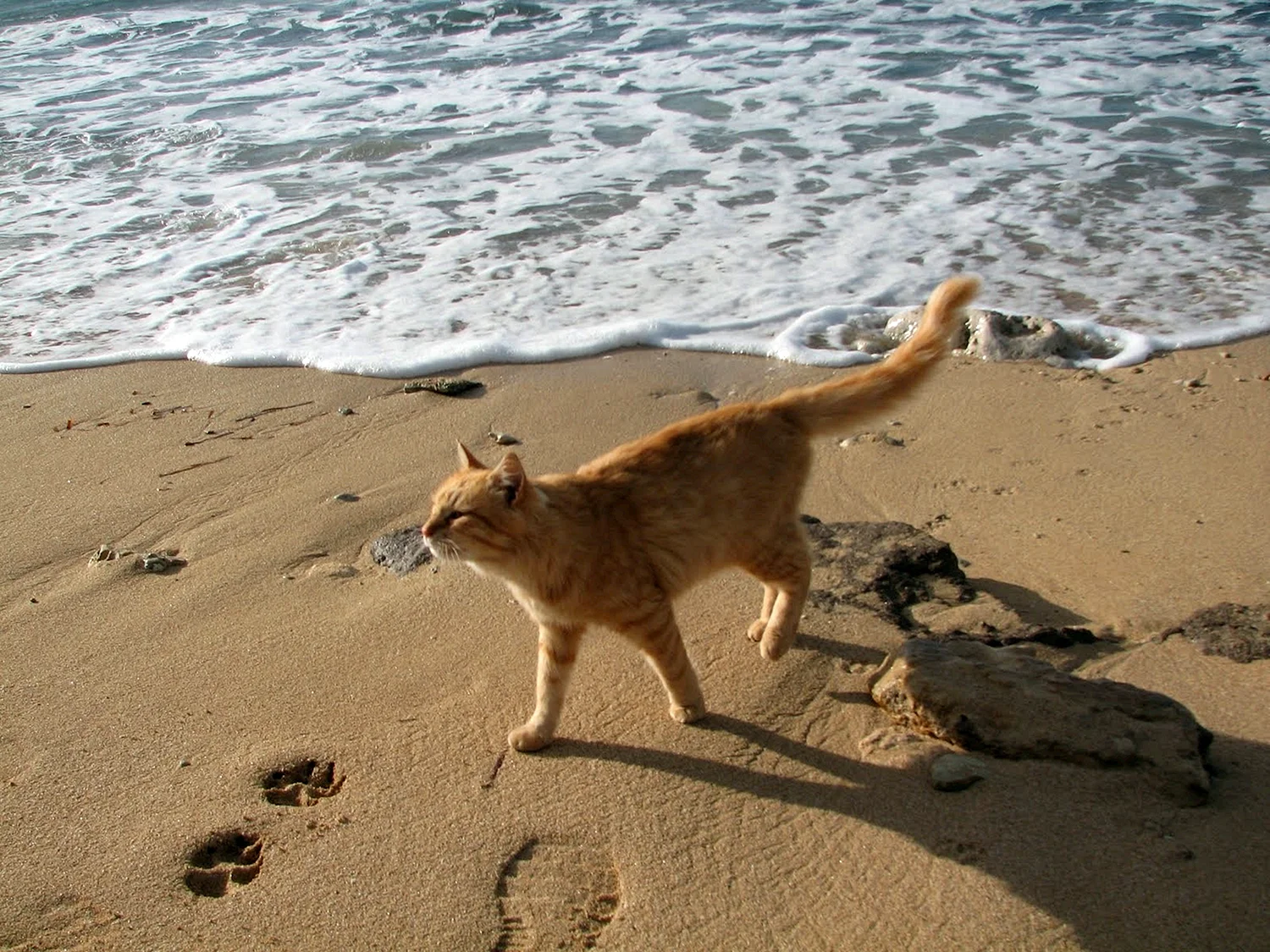Кошачий пляж на Сардинии