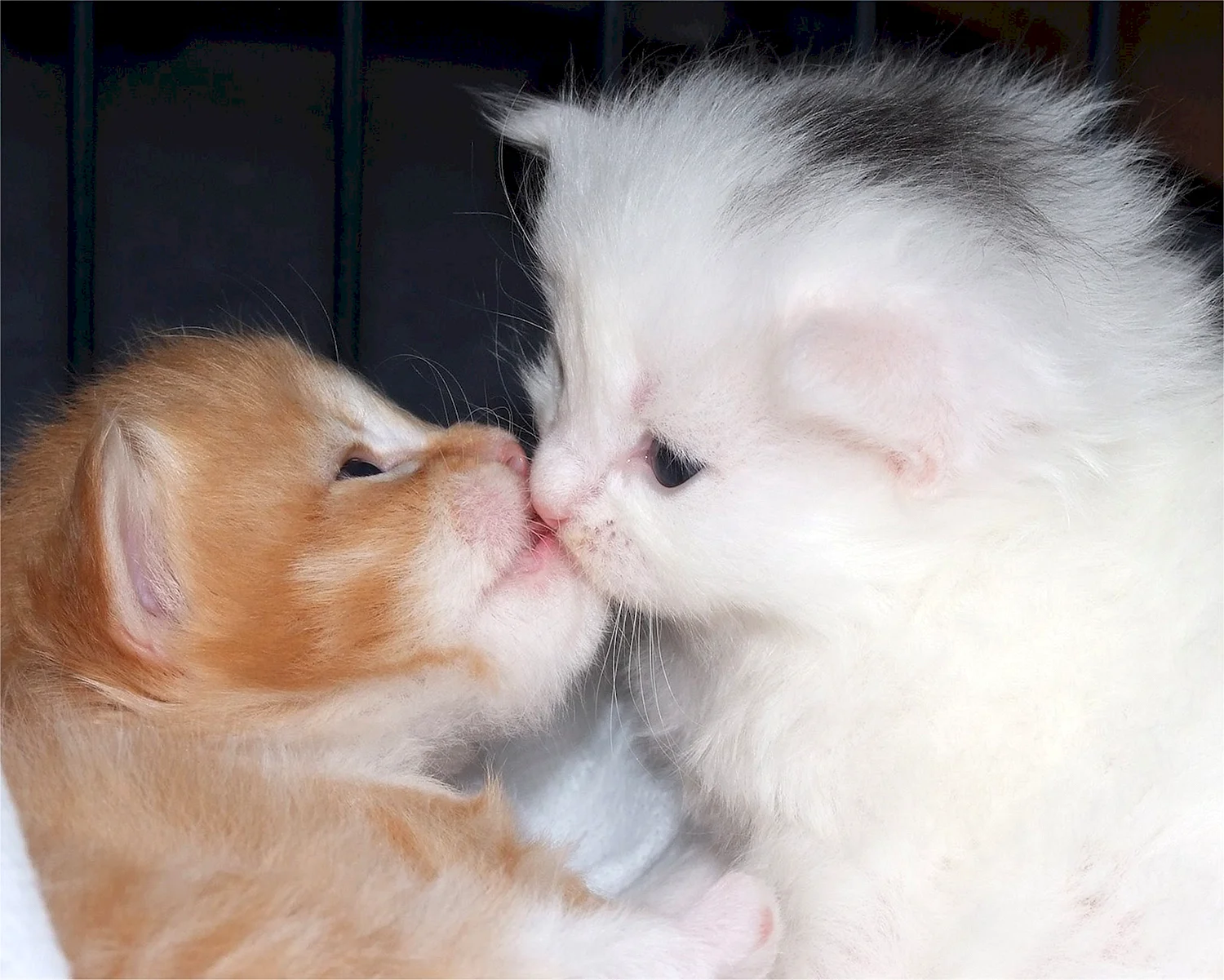 Кошачий поцелуй