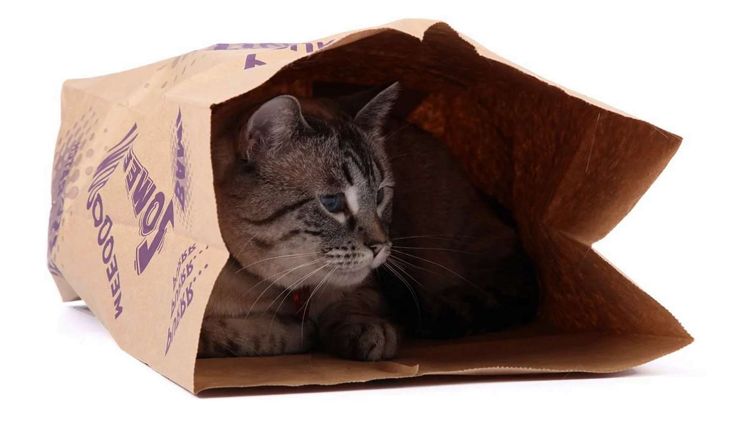 Кошечка в бумажном пакете
