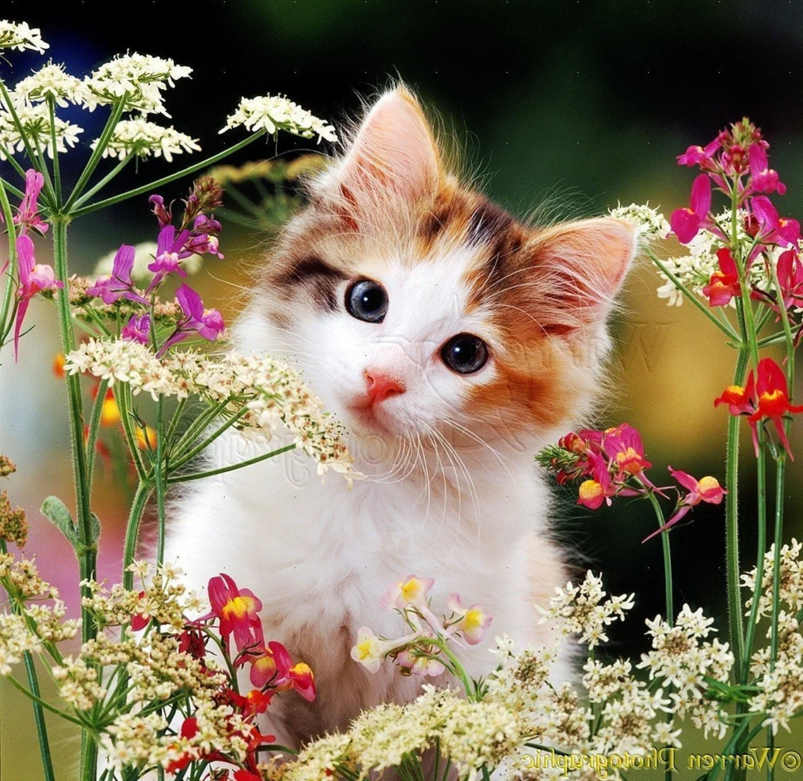 Кошечка в цветах