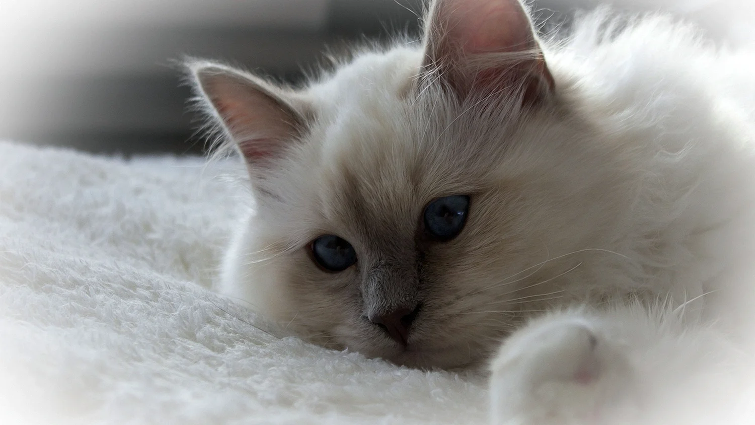 Кошка белая
