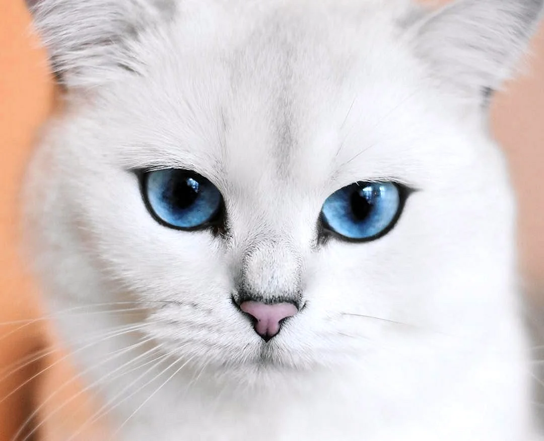 Кошка белая с голубыми глазами с языком