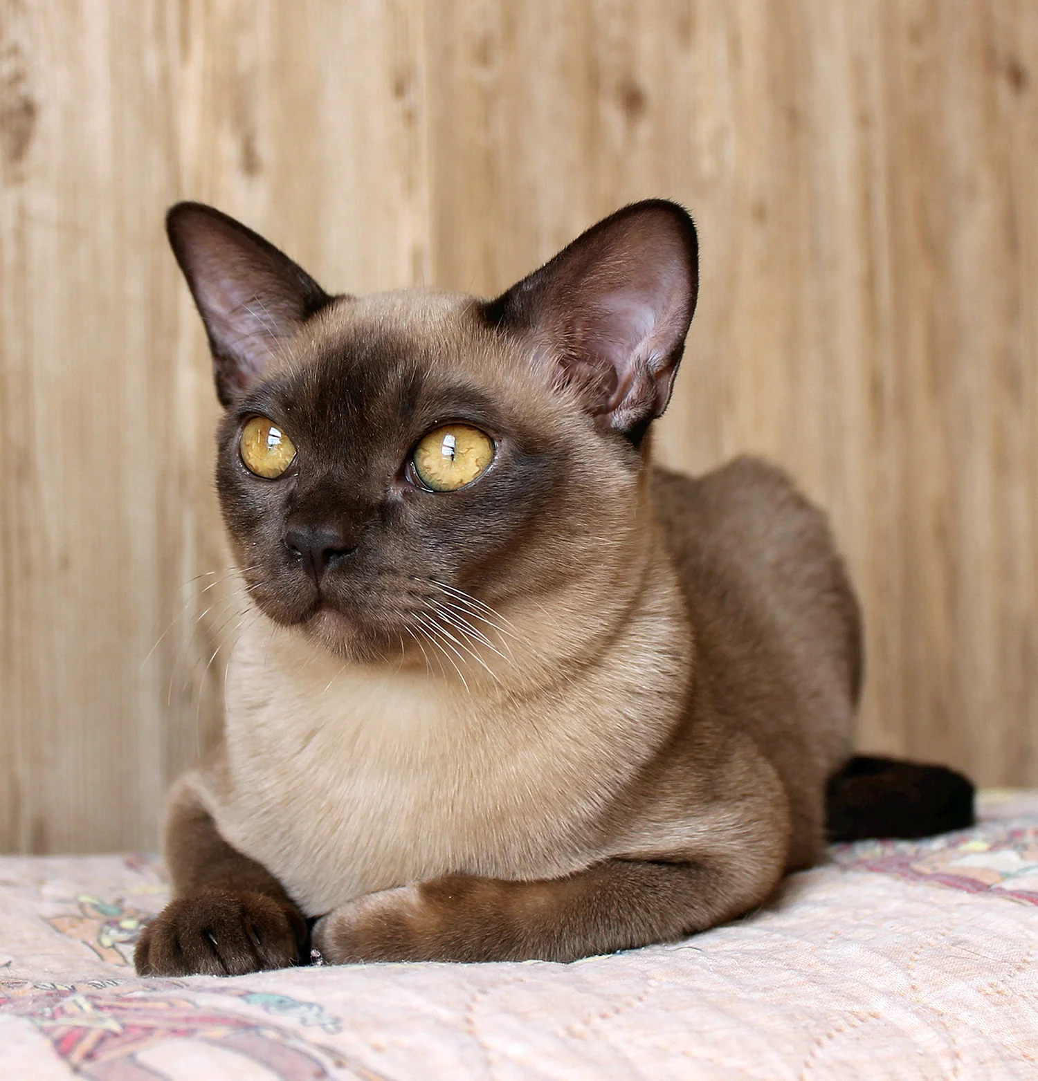 Кошка Бурма